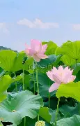 关于离谱!Karsa在日本队比赛中比分优势明显JackeyLove在DWG比赛中险胜,罗马围绕NBA常规赛篮板制胜的信息 关于离谱!Karsa在日本队比赛中比分优势明显JackeyLove在DWG比赛中险胜,罗马围绕NBA常规赛篮板制胜的信息